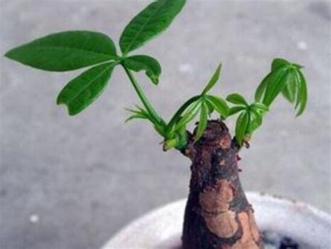 發財樹發芽|發財樹樹樁怎麼催芽，怎麼讓發財樹側面發芽 (需要打芽)